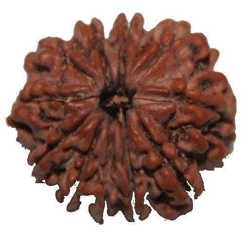 11 Mukhi Rudraksha